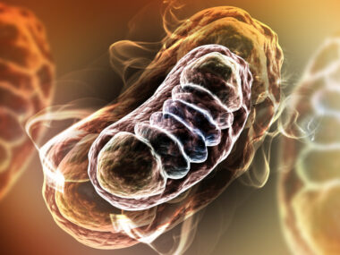 acute hepatic porphyria, mitochondria