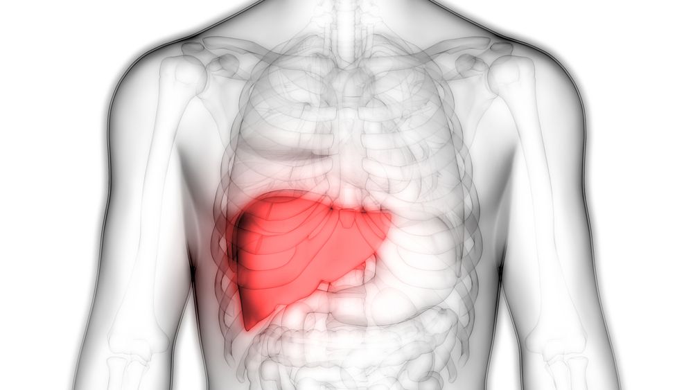 liver disease prevalence in EPP/Porphyria News/liver in close-up of chest image
