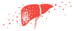 An illustration shows a side view of the human liver.