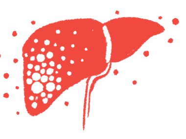 An illustration shows a side view of the human liver.