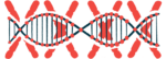 A strand of DNA is shown against a backdrop of giant X's.