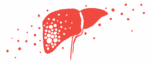 An illustration shows a close-up view of the human liver.