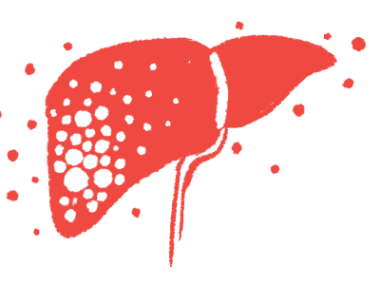 An illustration shows a close-up view of the human liver.