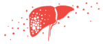 An illustration shows a close-up view of the human liver.