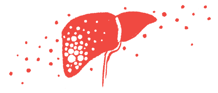 An illustration shows a close-up view of the human liver.