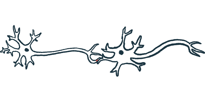 A synapse between nerve fibers is shown.